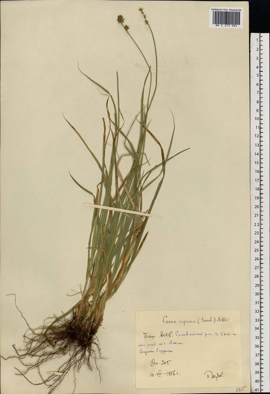 Carex muricata L., Eastern Europe, Eastern region (E10) (Russia)