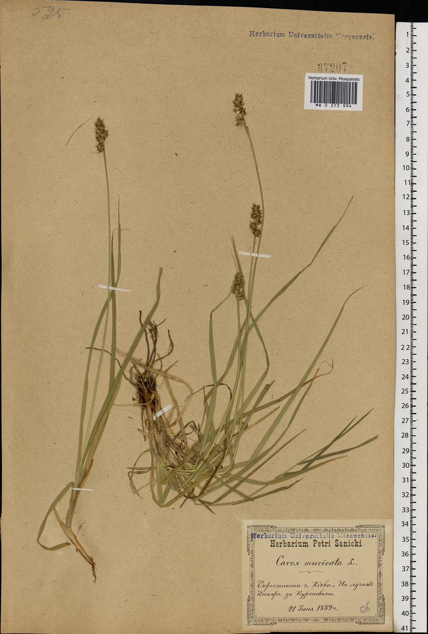 Carex muricata L., Eastern Europe, North Ukrainian region (E11) (Ukraine)