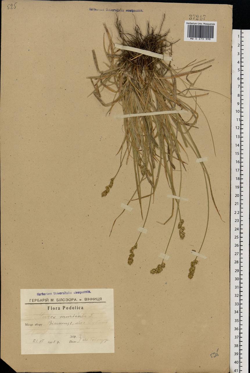 Carex muricata L., Eastern Europe, South Ukrainian region (E12) (Ukraine)