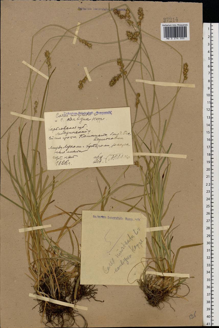 Carex muricata L., Eastern Europe, North Ukrainian region (E11) (Ukraine)