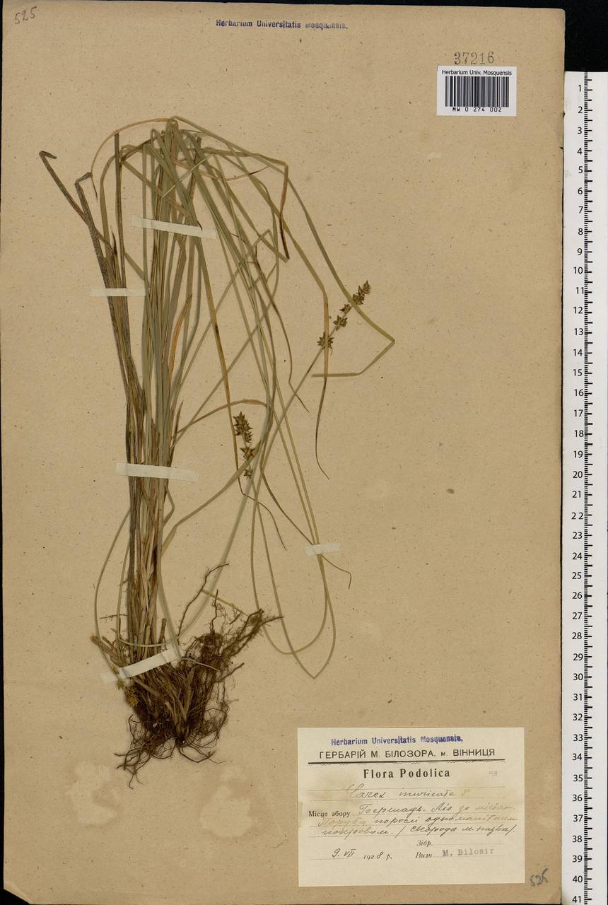 Carex muricata L., Eastern Europe, South Ukrainian region (E12) (Ukraine)