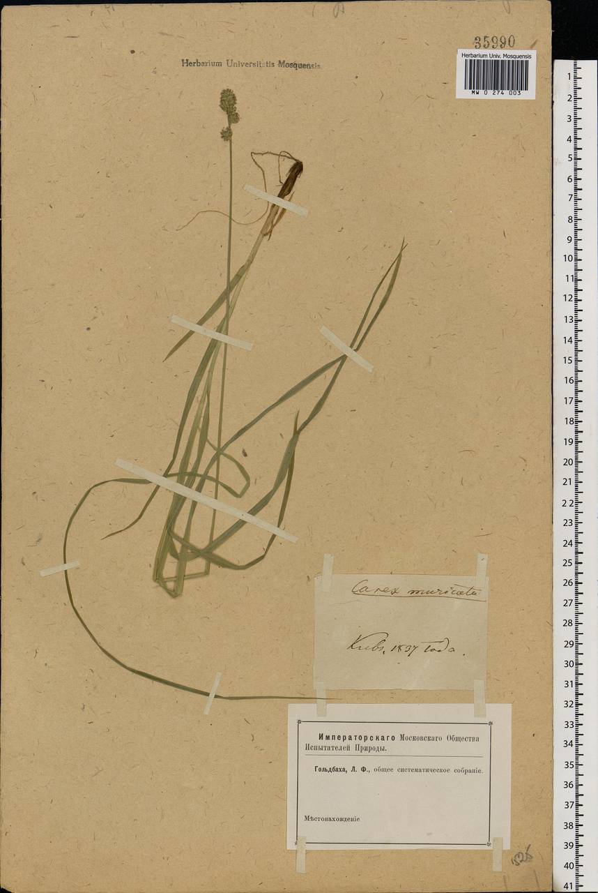 Carex muricata L., Eastern Europe, North Ukrainian region (E11) (Ukraine)