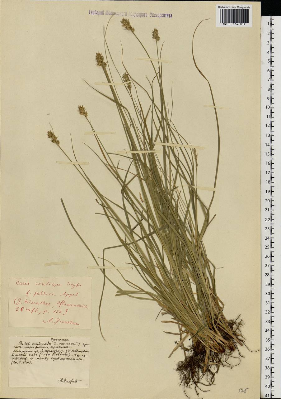 Carex muricata L., Eastern Europe, South Ukrainian region (E12) (Ukraine)