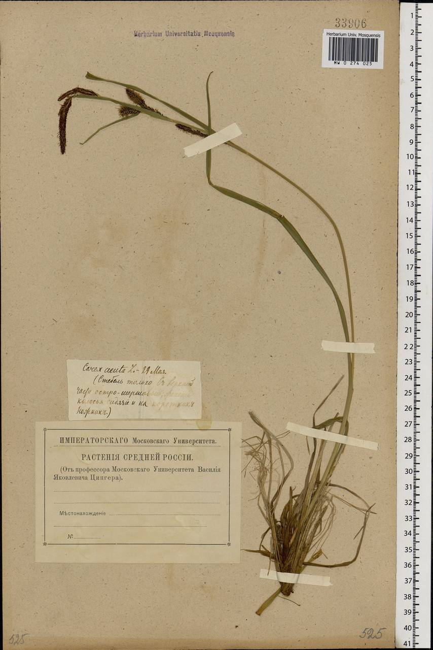 Carex nigra (L.) Reichard, Eastern Europe (no precise locality) (E0) (Russia)