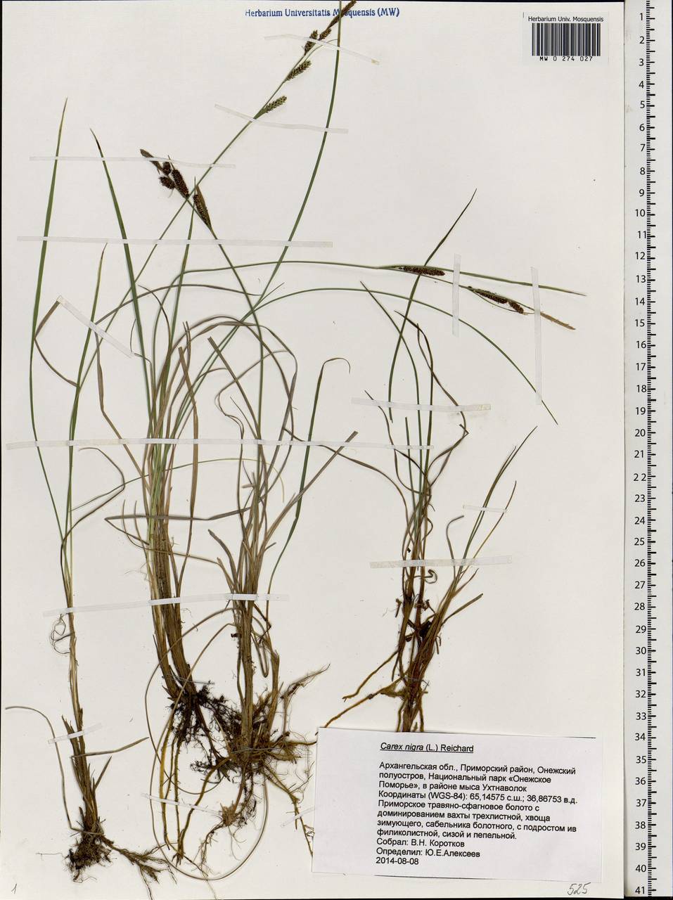 Carex nigra (L.) Reichard, Eastern Europe, Northern region (E1) (Russia)