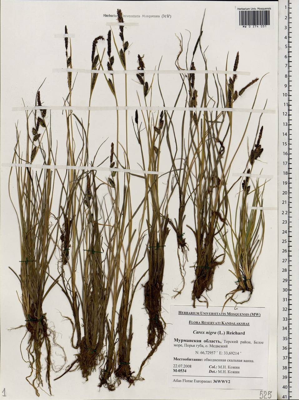 Carex nigra (L.) Reichard, Eastern Europe, Northern region (E1) (Russia)