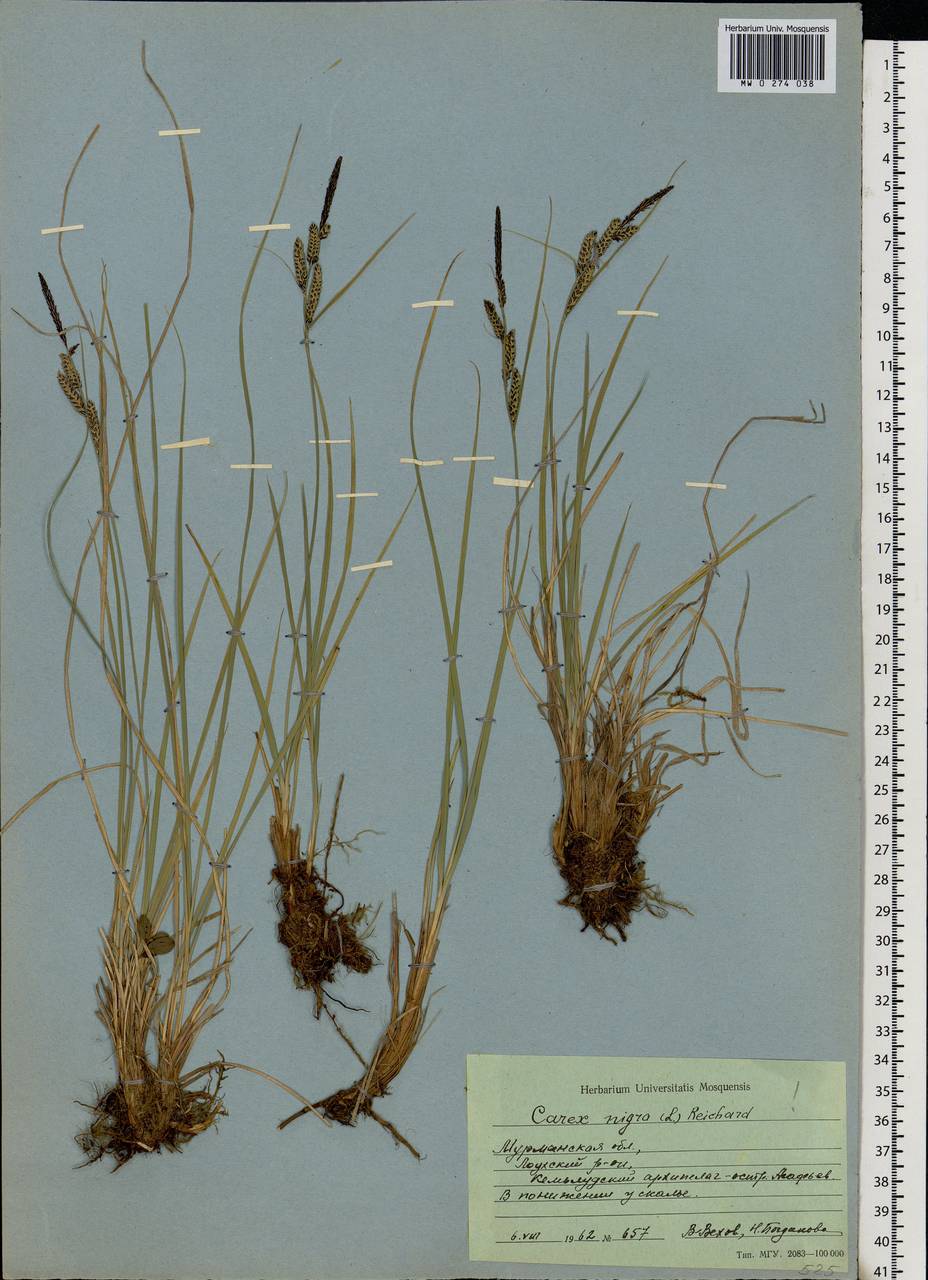 Carex nigra (L.) Reichard, Eastern Europe, Northern region (E1) (Russia)