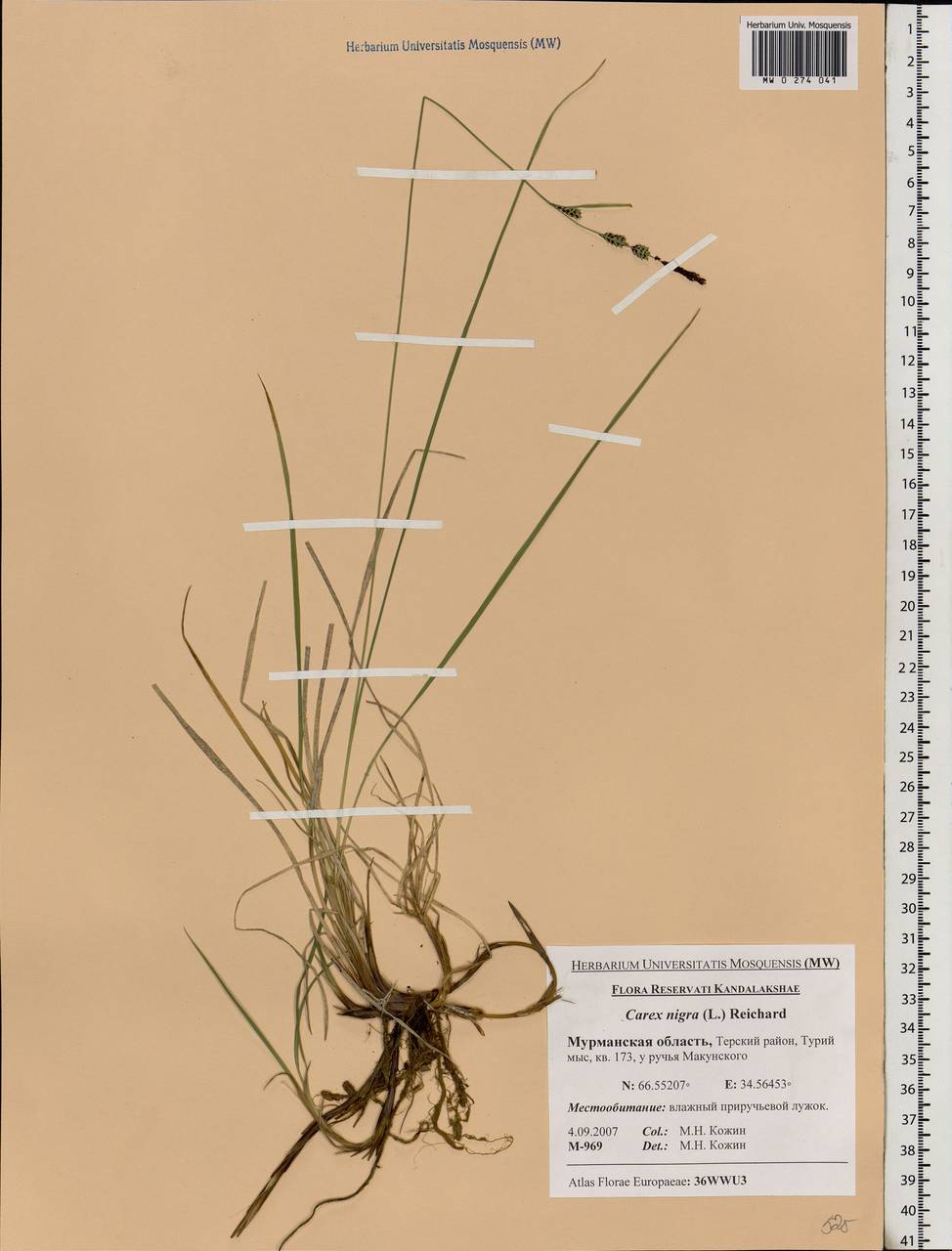 Carex nigra (L.) Reichard, Eastern Europe, Northern region (E1) (Russia)