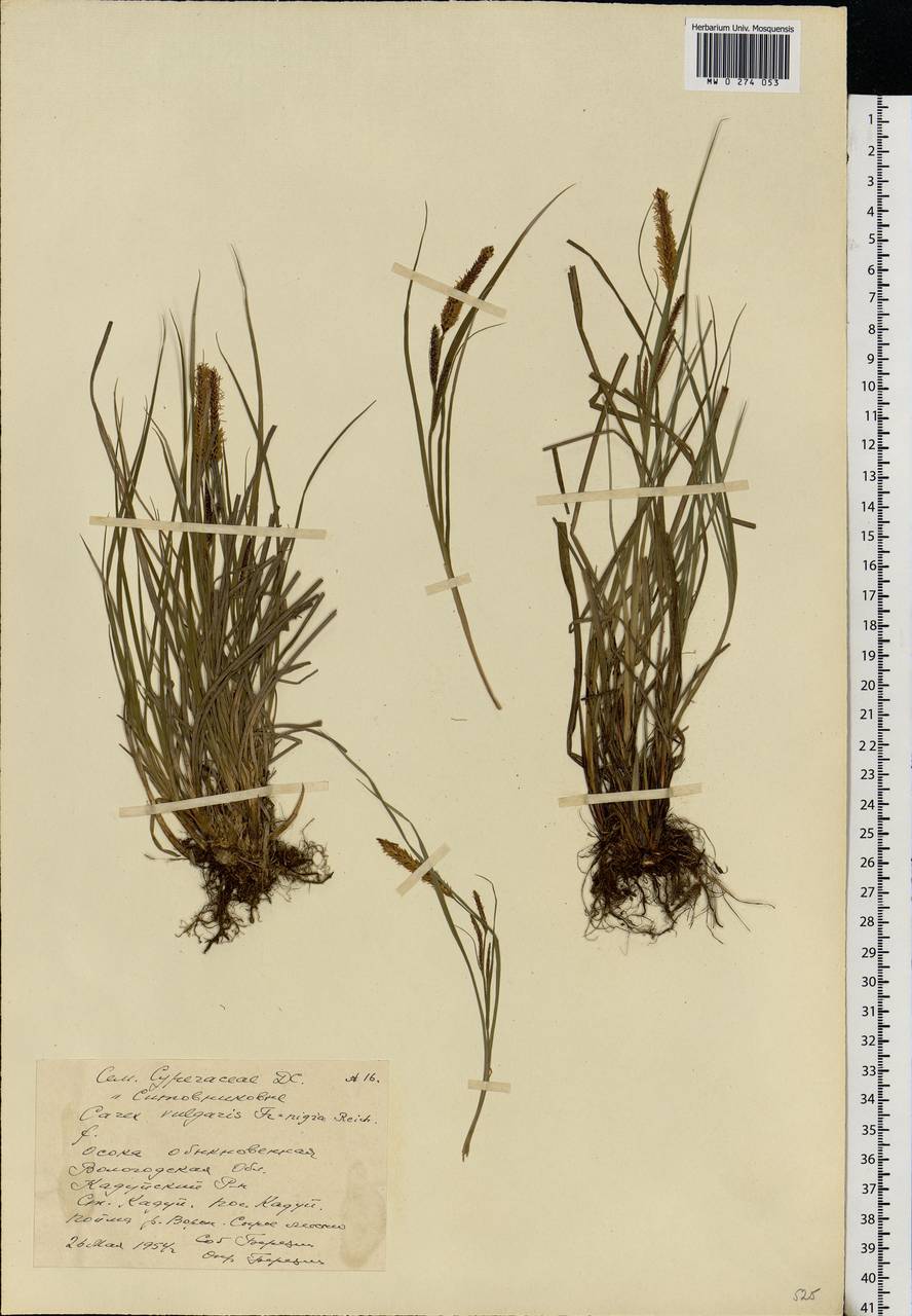 Carex nigra (L.) Reichard, Eastern Europe, Northern region (E1) (Russia)