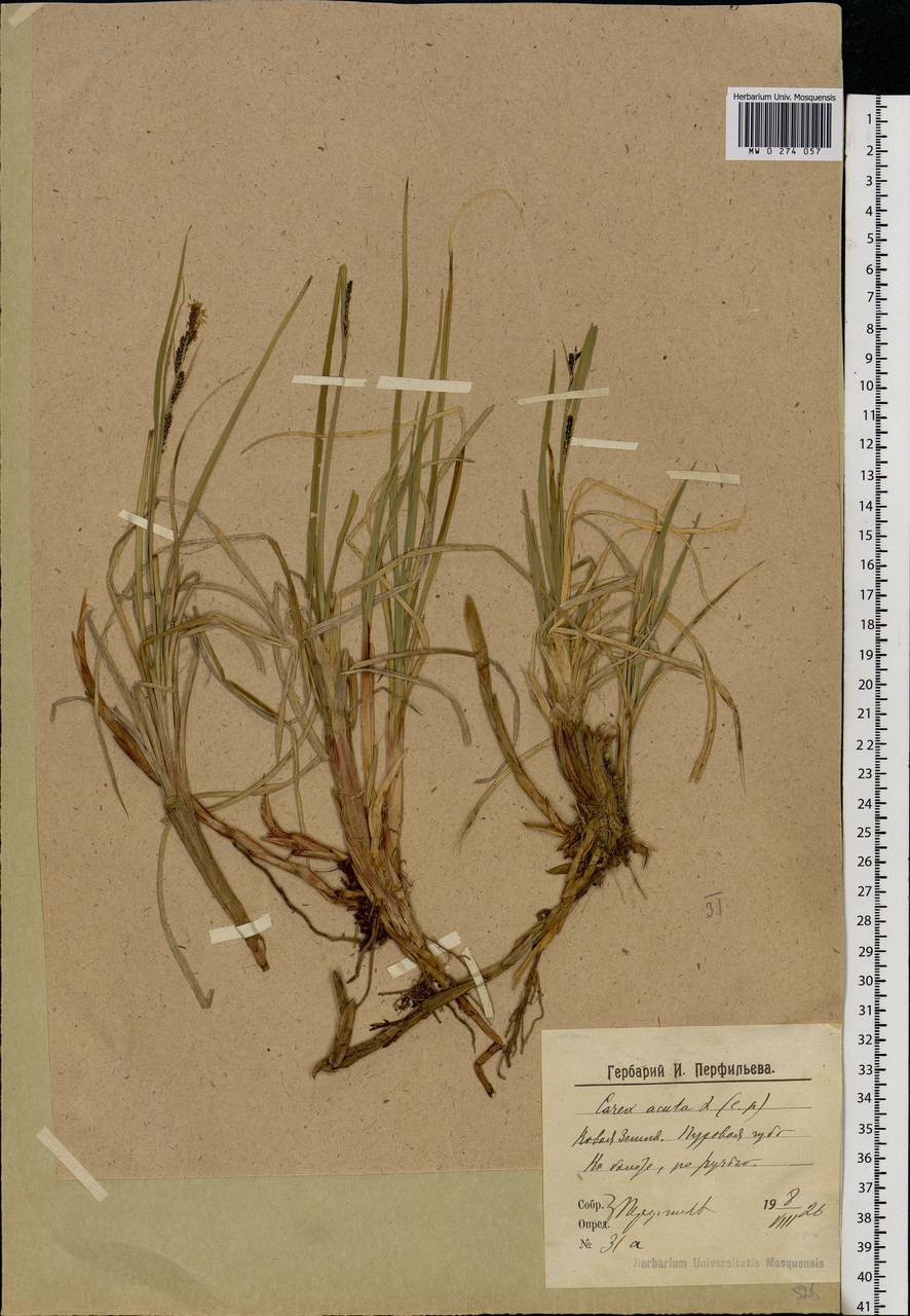 Carex nigra (L.) Reichard, Eastern Europe, Northern region (E1) (Russia)