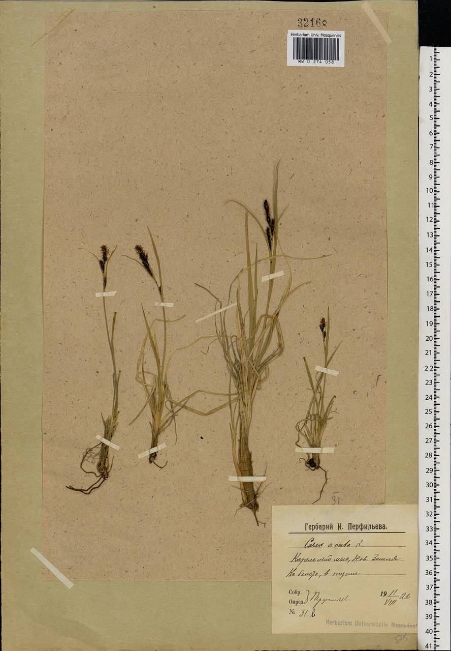 Carex nigra (L.) Reichard, Eastern Europe, Northern region (E1) (Russia)