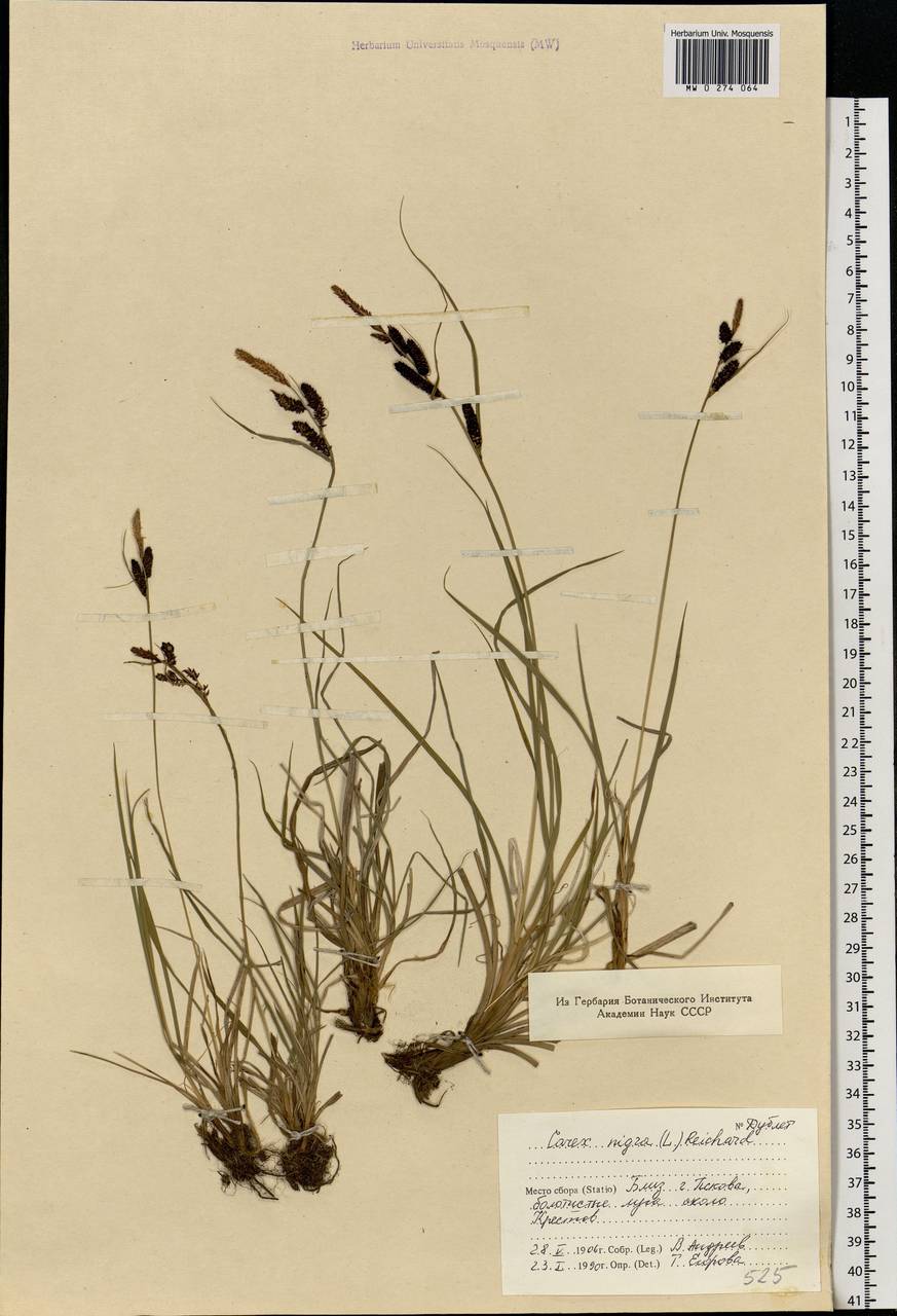 Carex nigra (L.) Reichard, Eastern Europe, North-Western region (E2) (Russia)