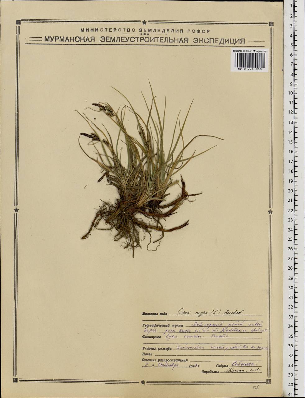 Carex nigra (L.) Reichard, Eastern Europe, Northern region (E1) (Russia)