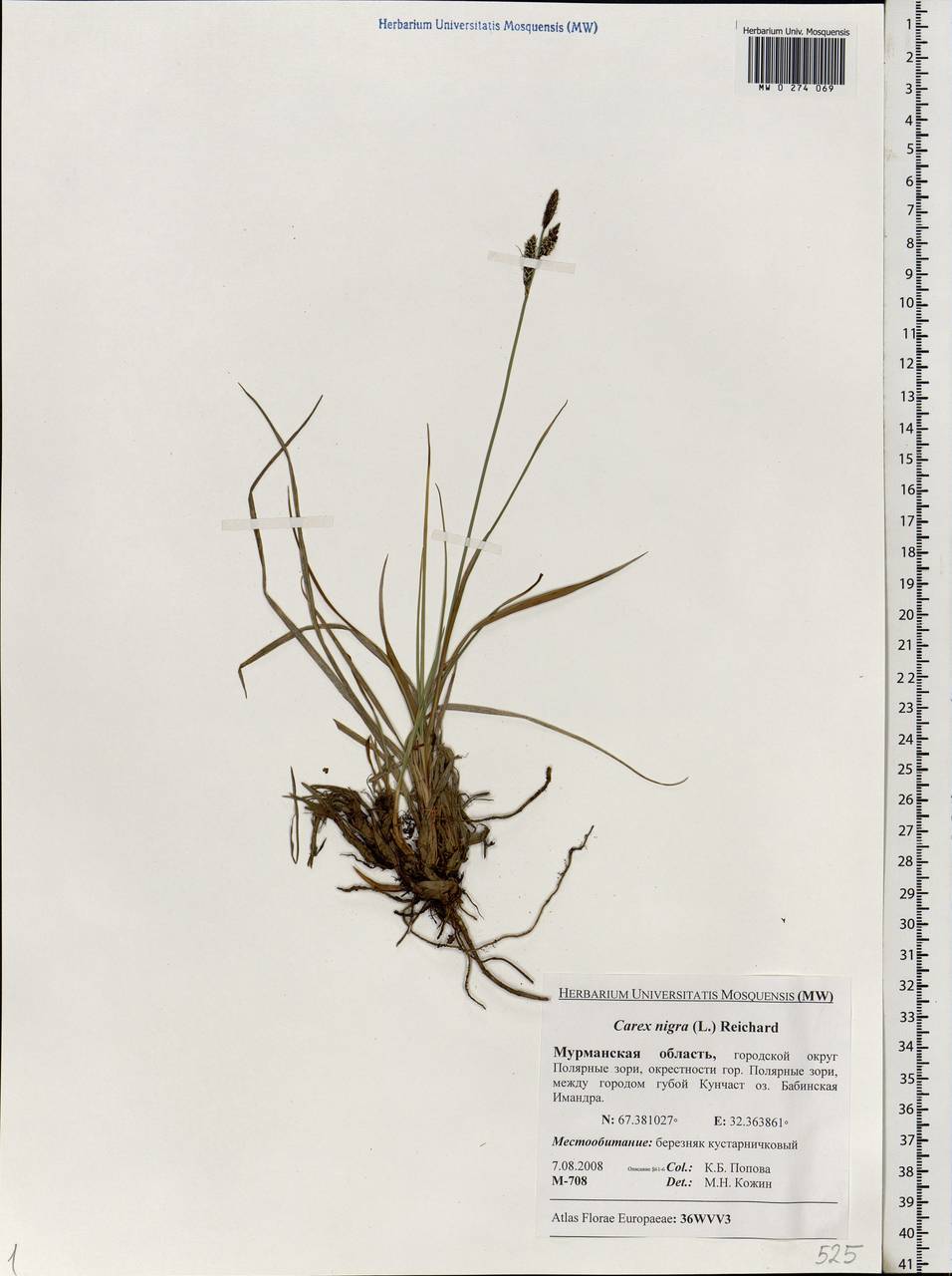 Carex nigra (L.) Reichard, Eastern Europe, Northern region (E1) (Russia)