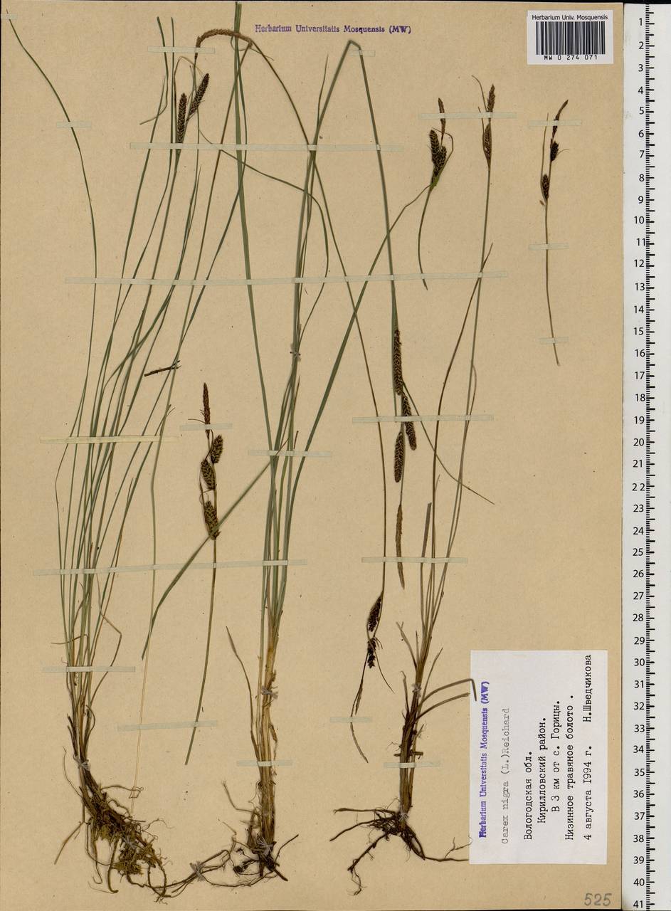 Carex nigra (L.) Reichard, Eastern Europe, Northern region (E1) (Russia)