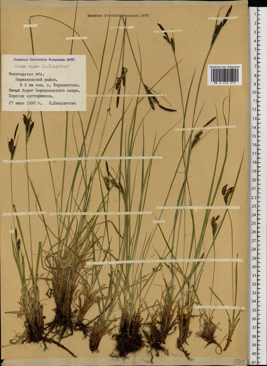 Carex nigra (L.) Reichard, Eastern Europe, Northern region (E1) (Russia)