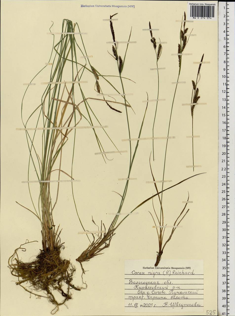 Carex nigra (L.) Reichard, Eastern Europe, Northern region (E1) (Russia)