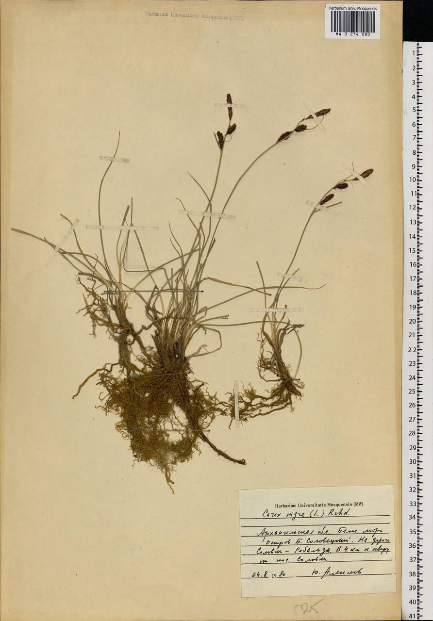 Carex nigra (L.) Reichard, Eastern Europe, Northern region (E1) (Russia)