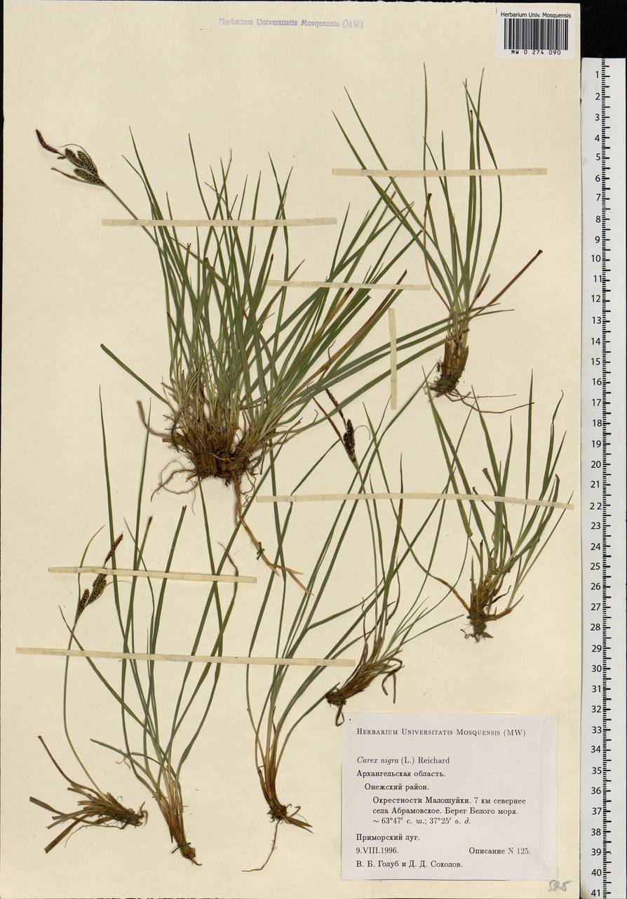 Carex nigra (L.) Reichard, Eastern Europe, Northern region (E1) (Russia)