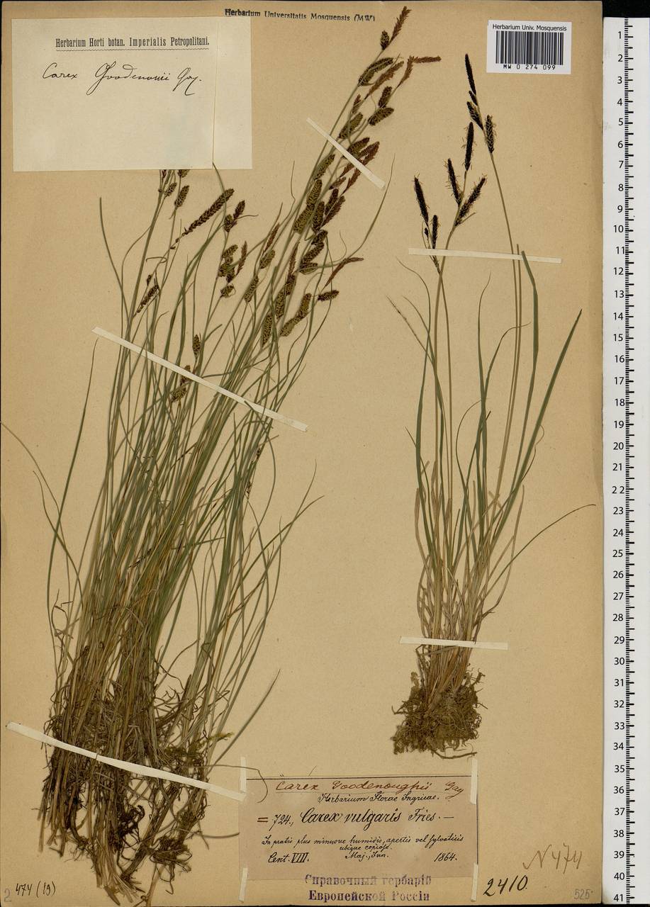 Carex nigra (L.) Reichard, Eastern Europe, North-Western region (E2) (Russia)