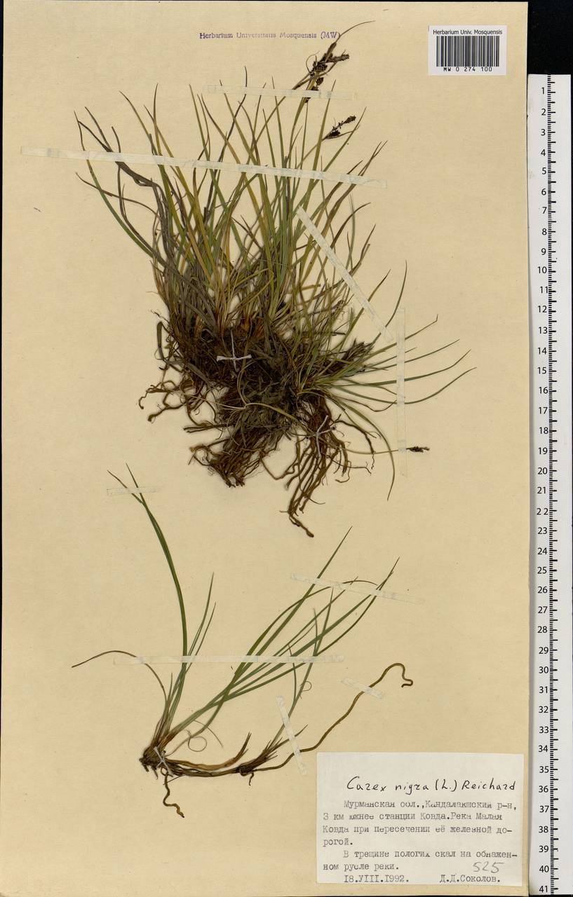 Carex nigra (L.) Reichard, Eastern Europe, Northern region (E1) (Russia)