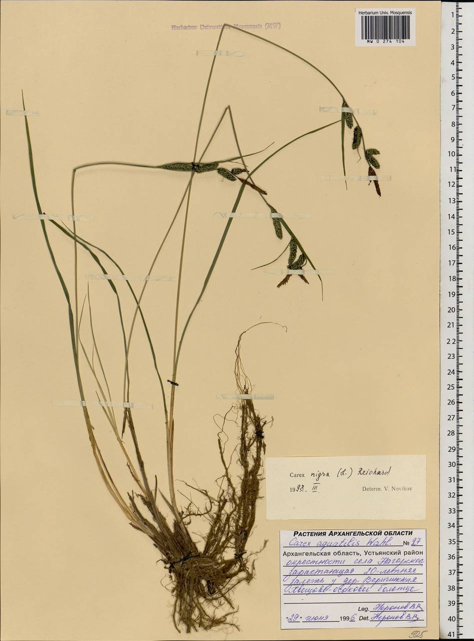 Carex nigra (L.) Reichard, Eastern Europe, Northern region (E1) (Russia)