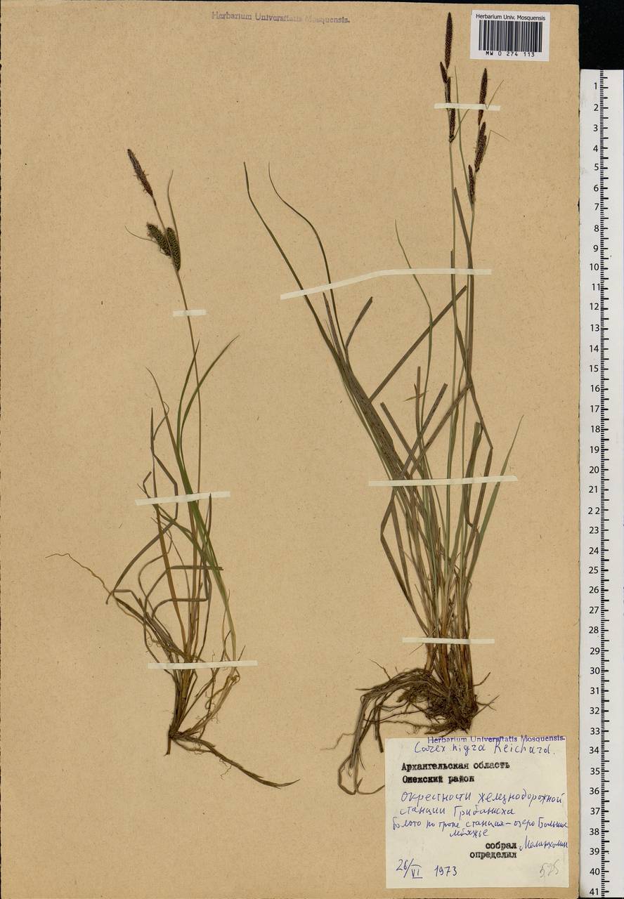 Carex nigra (L.) Reichard, Eastern Europe, Northern region (E1) (Russia)