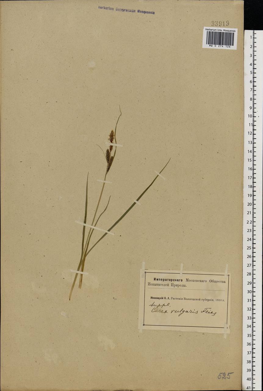 Carex nigra (L.) Reichard, Eastern Europe, Northern region (E1) (Russia)