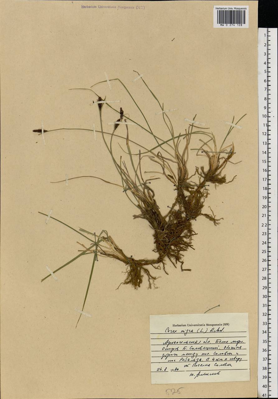 Carex nigra (L.) Reichard, Eastern Europe, Northern region (E1) (Russia)