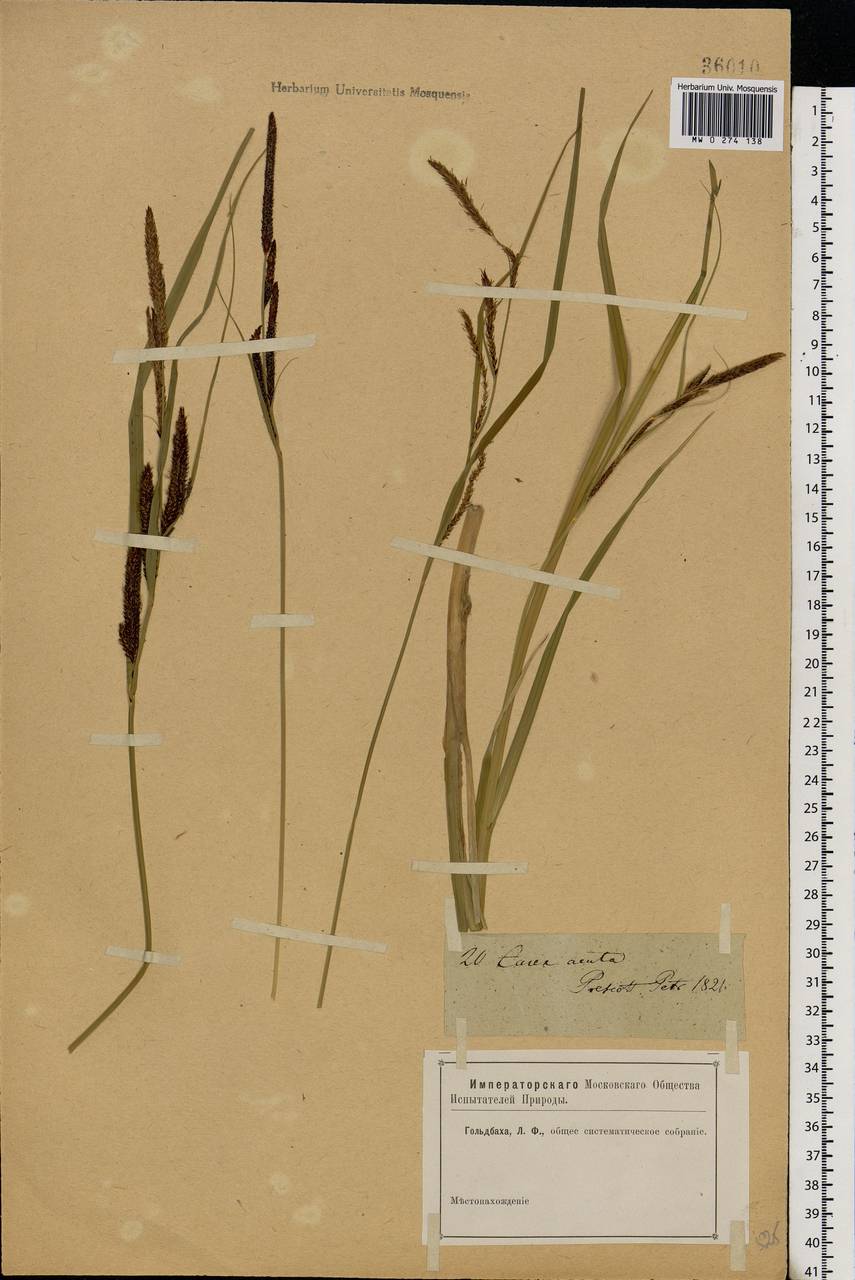 Carex nigra (L.) Reichard, Eastern Europe, North-Western region (E2) (Russia)