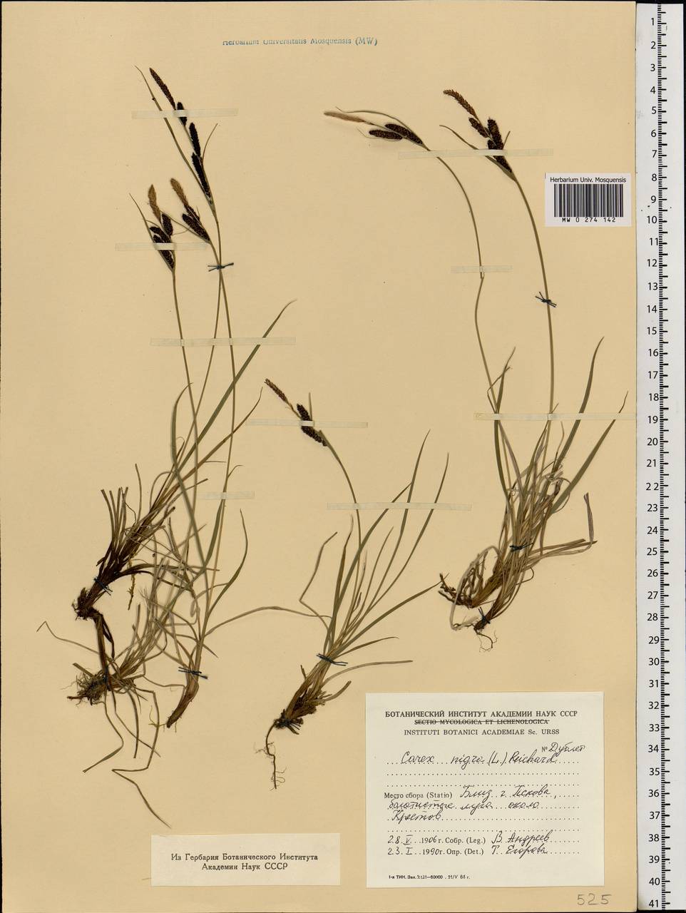 Carex nigra (L.) Reichard, Eastern Europe, North-Western region (E2) (Russia)