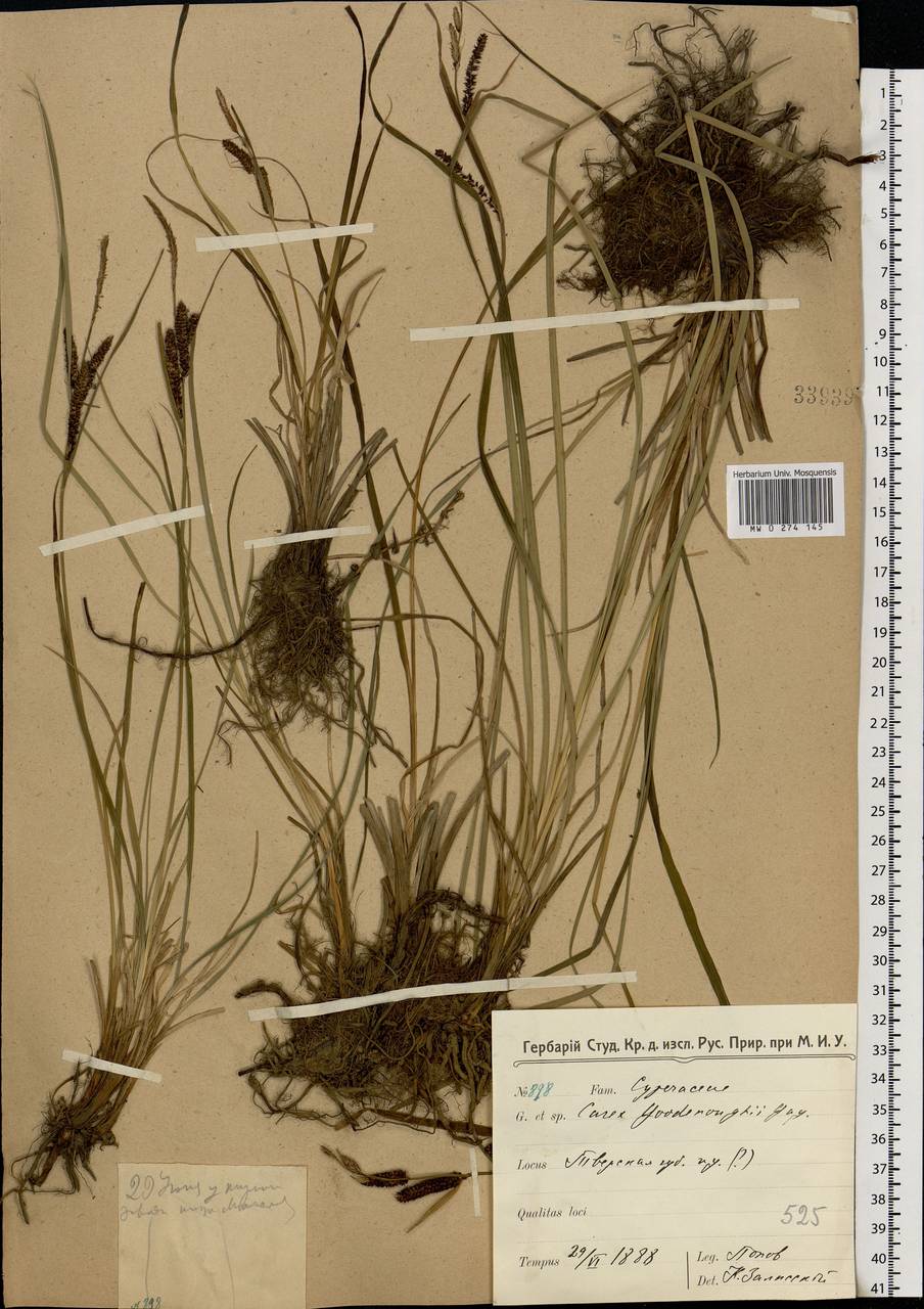 Carex nigra (L.) Reichard, Eastern Europe, North-Western region (E2) (Russia)
