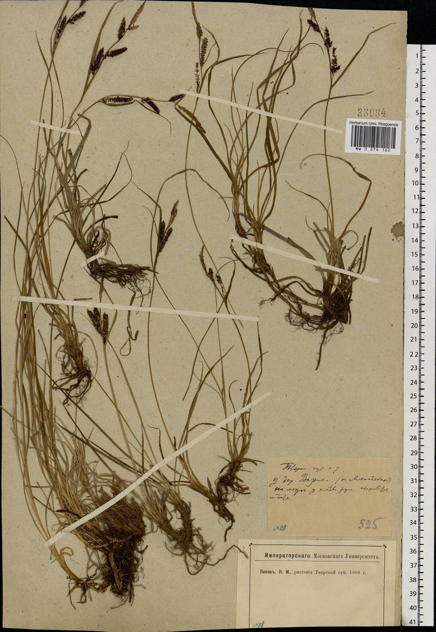 Carex nigra (L.) Reichard, Eastern Europe, North-Western region (E2) (Russia)