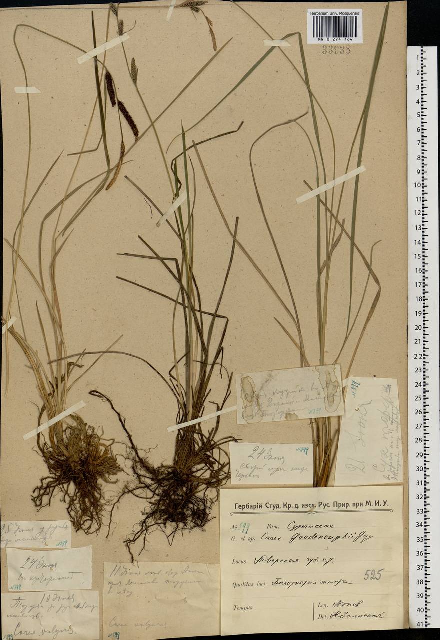 Carex nigra (L.) Reichard, Eastern Europe, North-Western region (E2) (Russia)