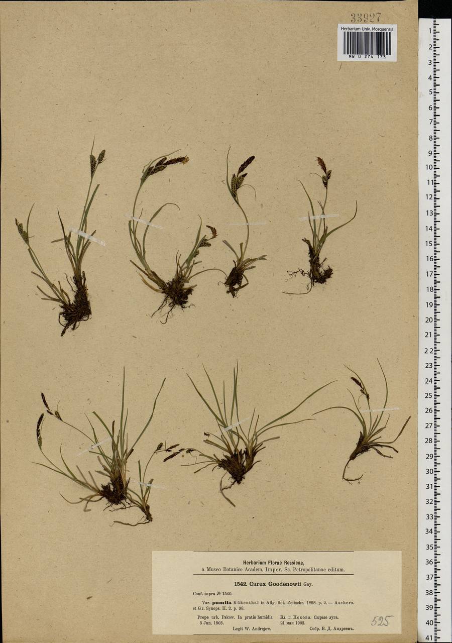 Carex nigra (L.) Reichard, Eastern Europe, North-Western region (E2) (Russia)