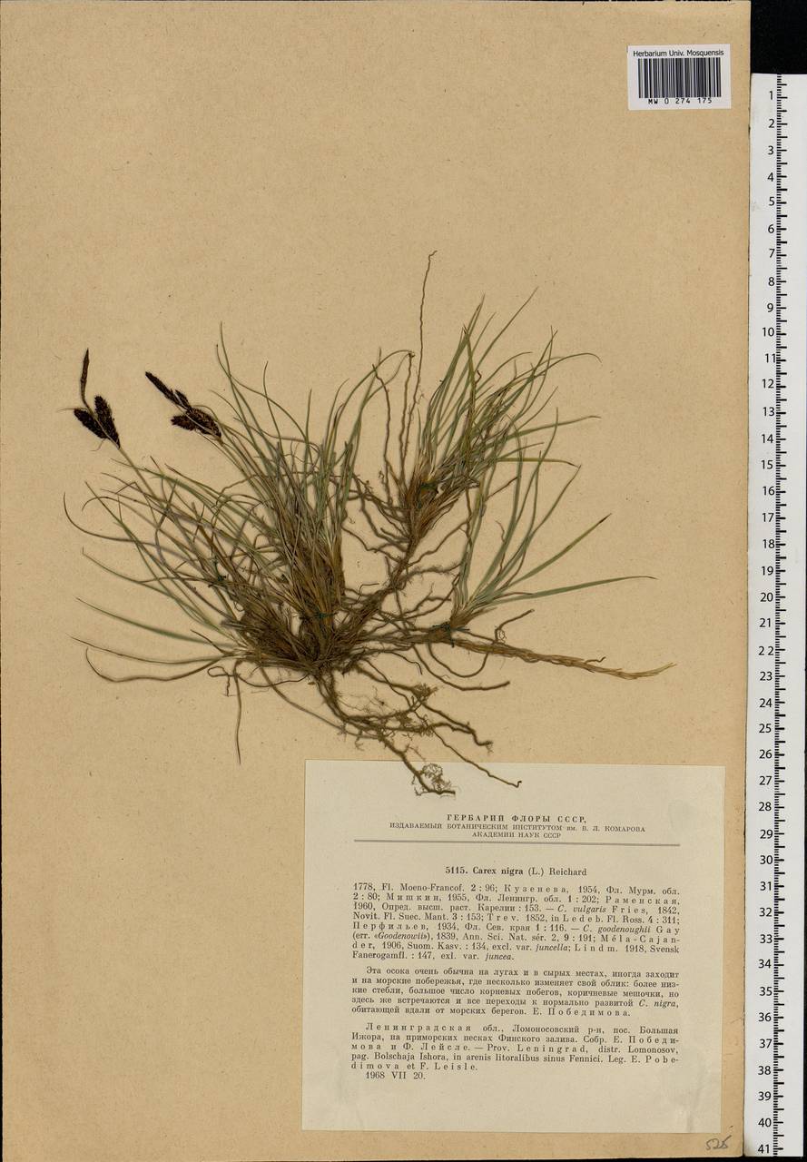 Carex nigra (L.) Reichard, Eastern Europe, North-Western region (E2) (Russia)