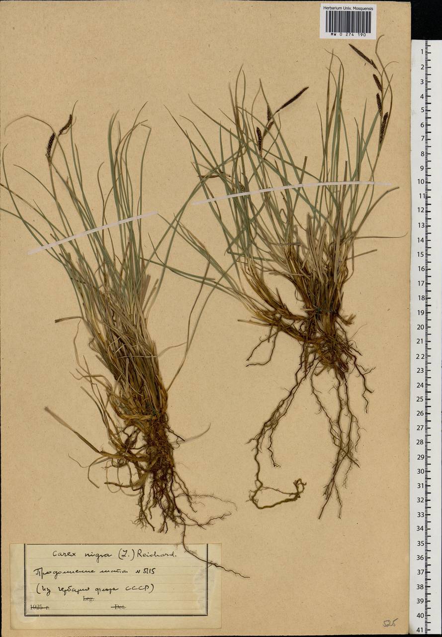 Carex nigra (L.) Reichard, Eastern Europe, North-Western region (E2) (Russia)