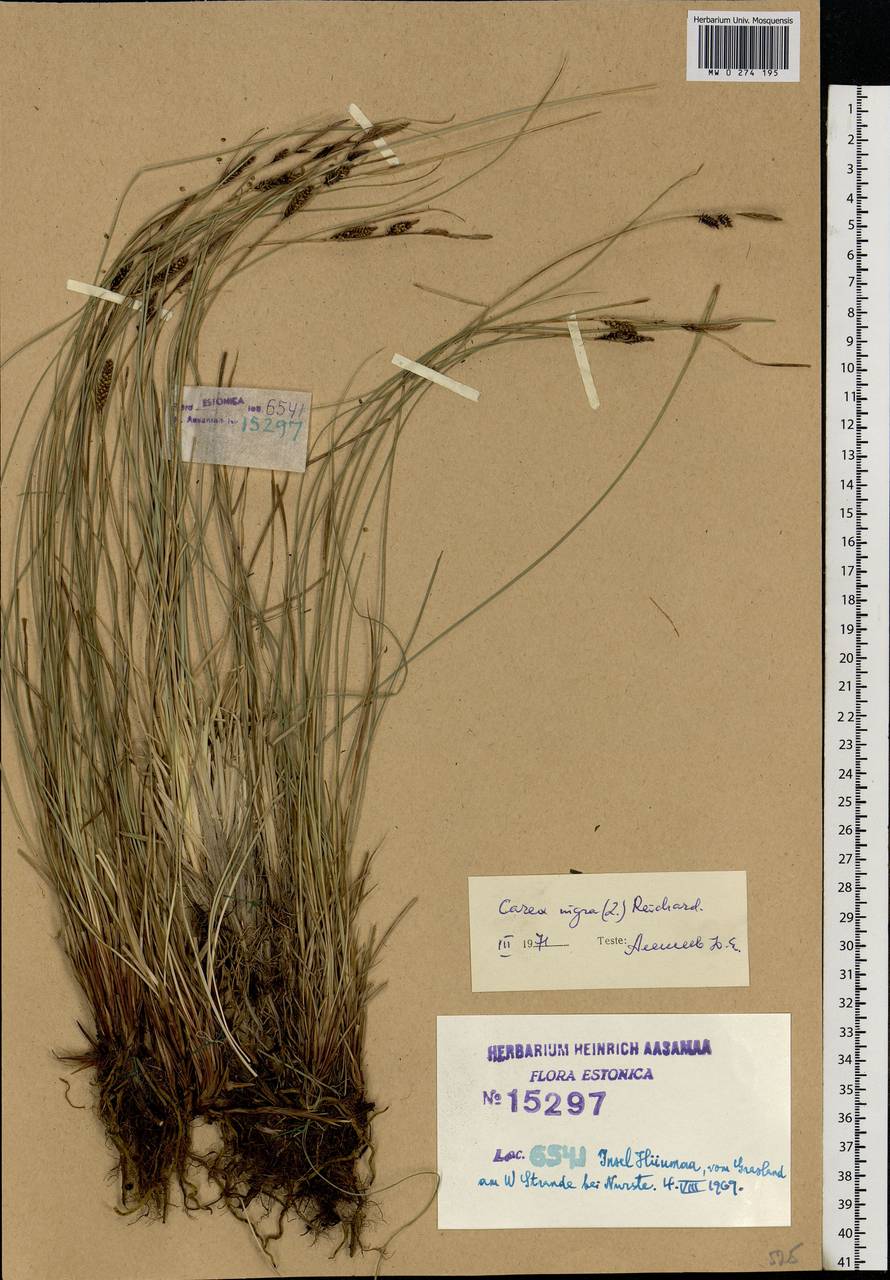 Carex nigra (L.) Reichard, Eastern Europe, Estonia (E2c) (Estonia)