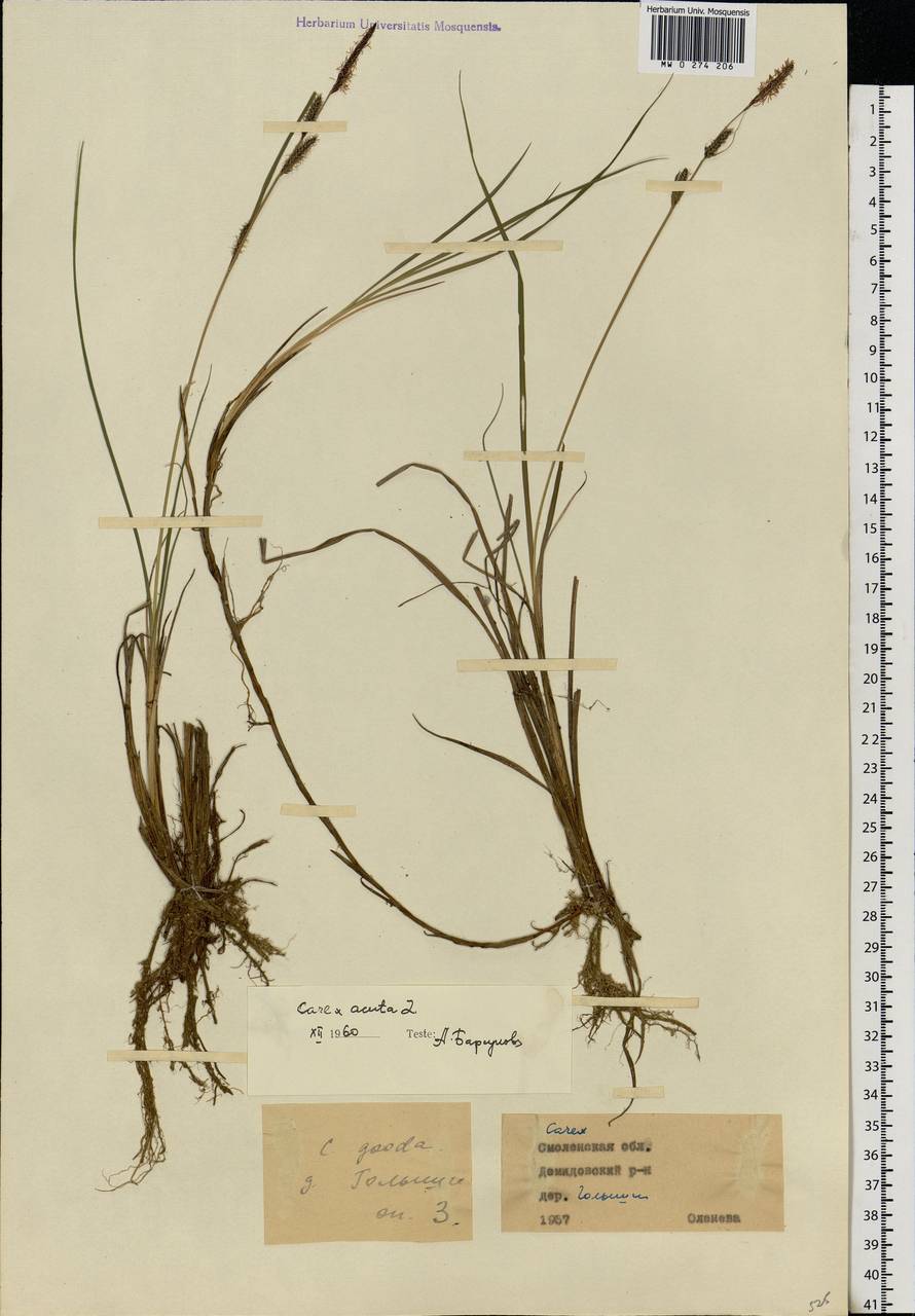 Carex nigra (L.) Reichard, Eastern Europe, Western region (E3) (Russia)