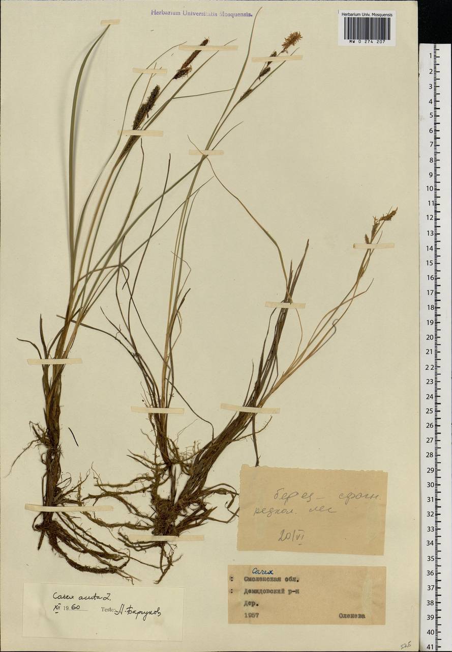 Carex nigra (L.) Reichard, Eastern Europe, Western region (E3) (Russia)