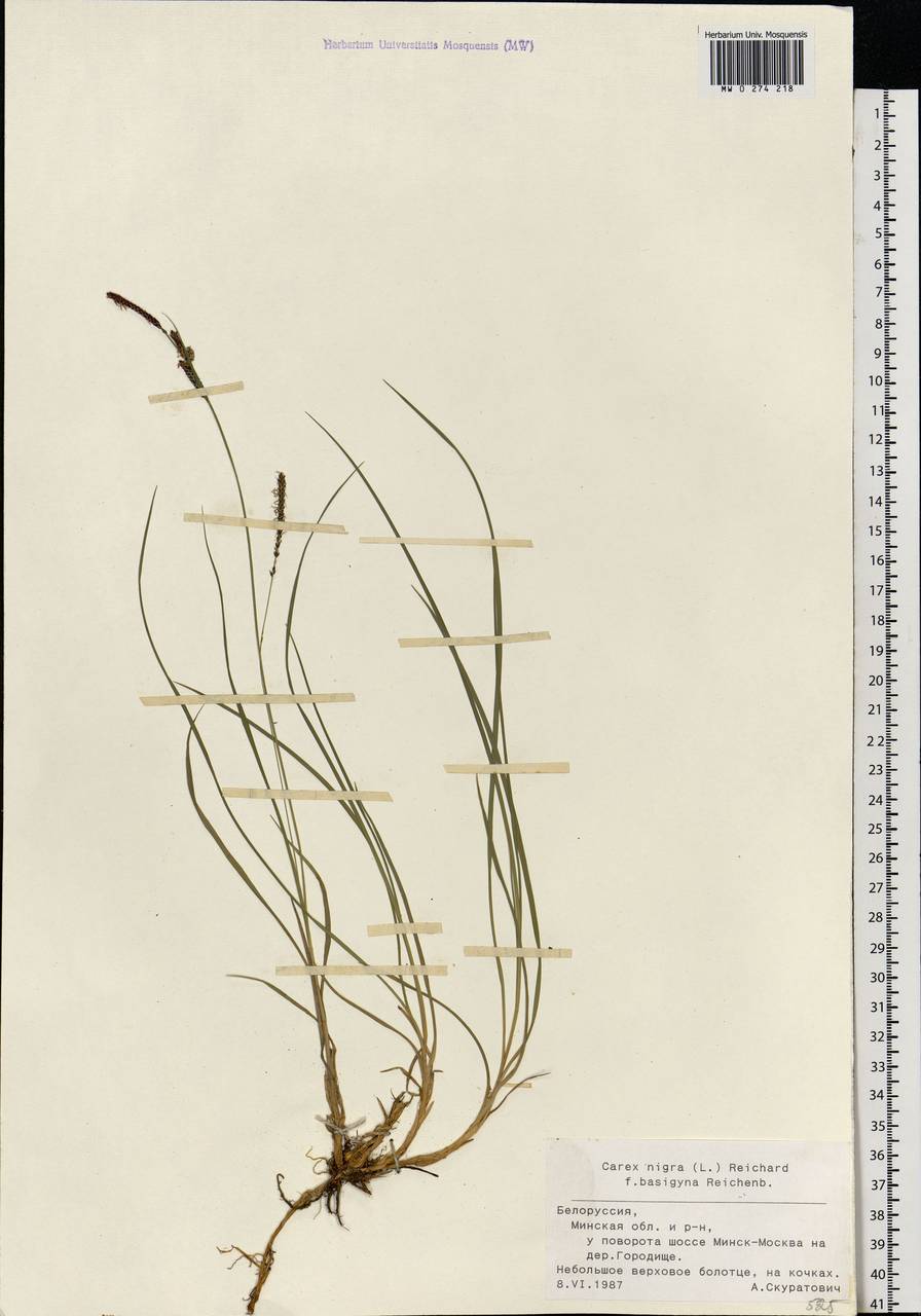 Carex nigra (L.) Reichard, Eastern Europe, Belarus (E3a) (Belarus)