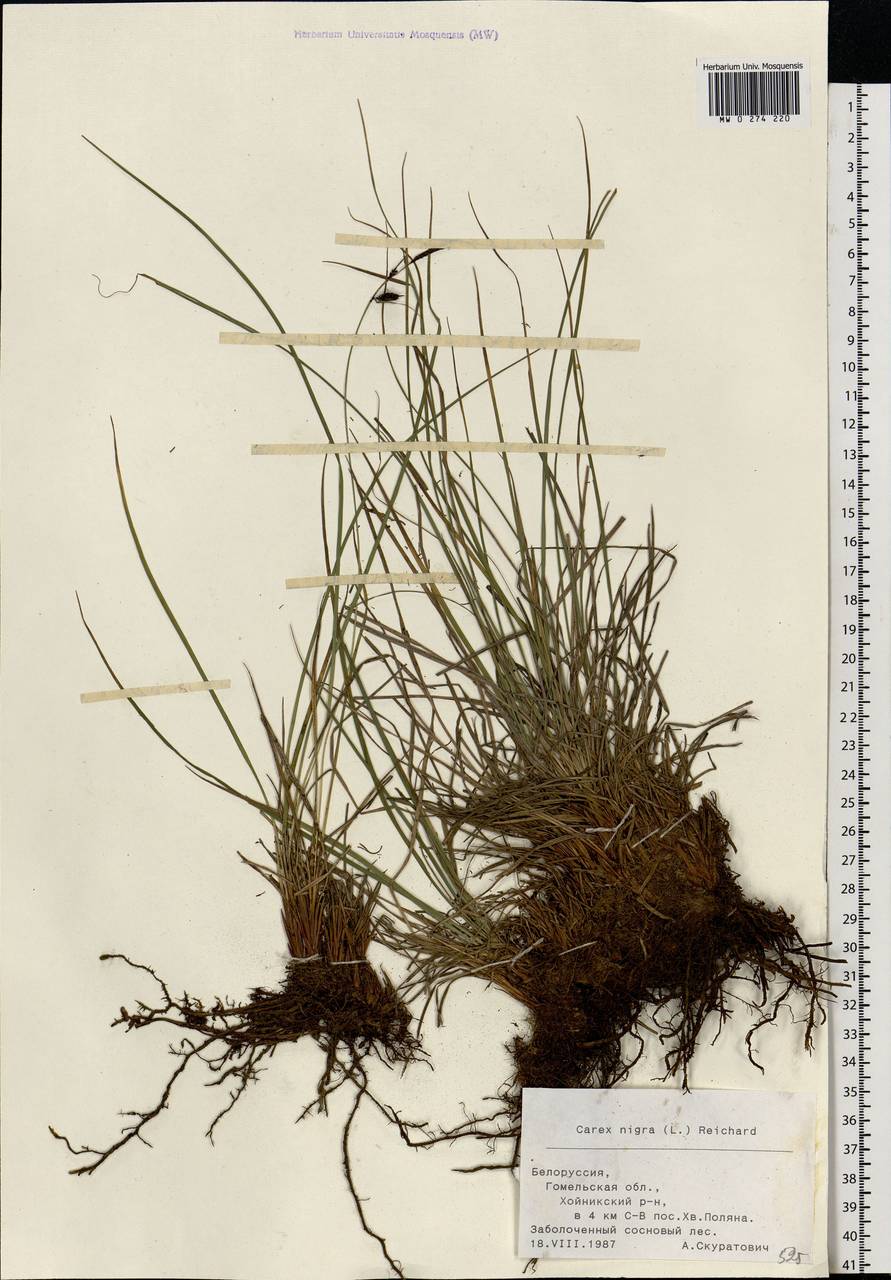 Carex nigra (L.) Reichard, Eastern Europe, Belarus (E3a) (Belarus)