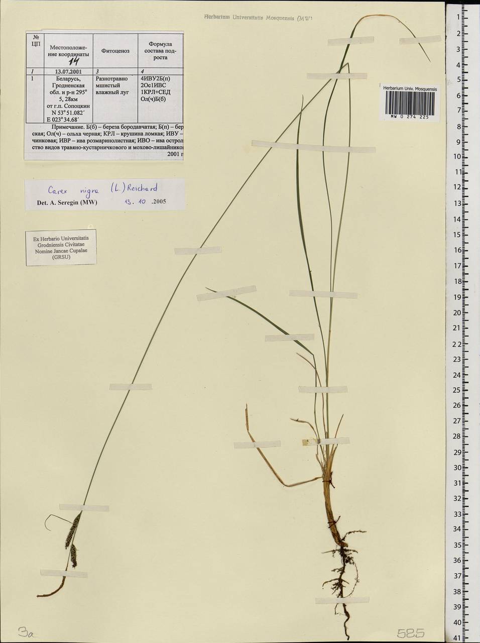 Carex nigra (L.) Reichard, Eastern Europe, Belarus (E3a) (Belarus)