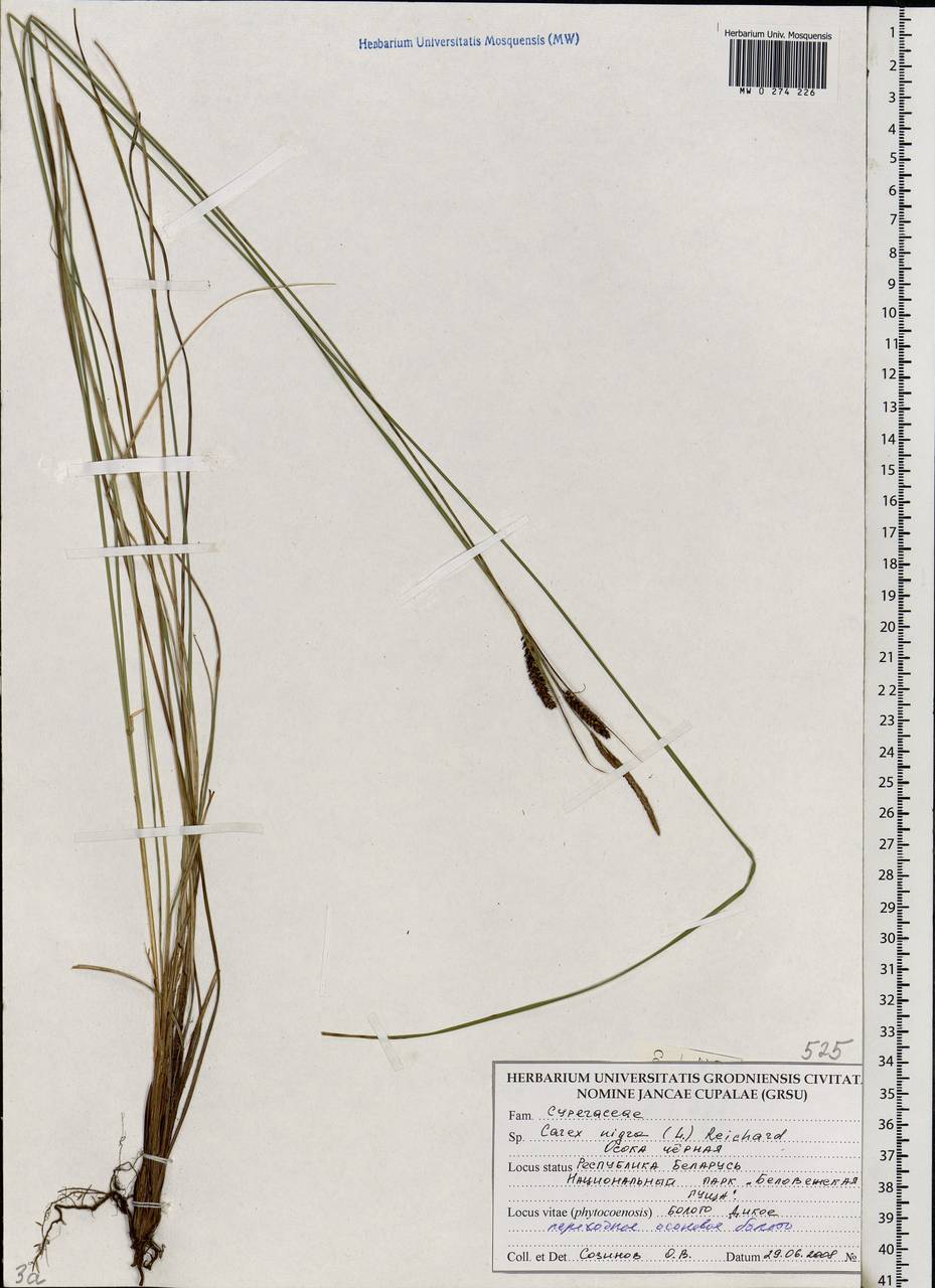 Carex nigra (L.) Reichard, Eastern Europe, Belarus (E3a) (Belarus)