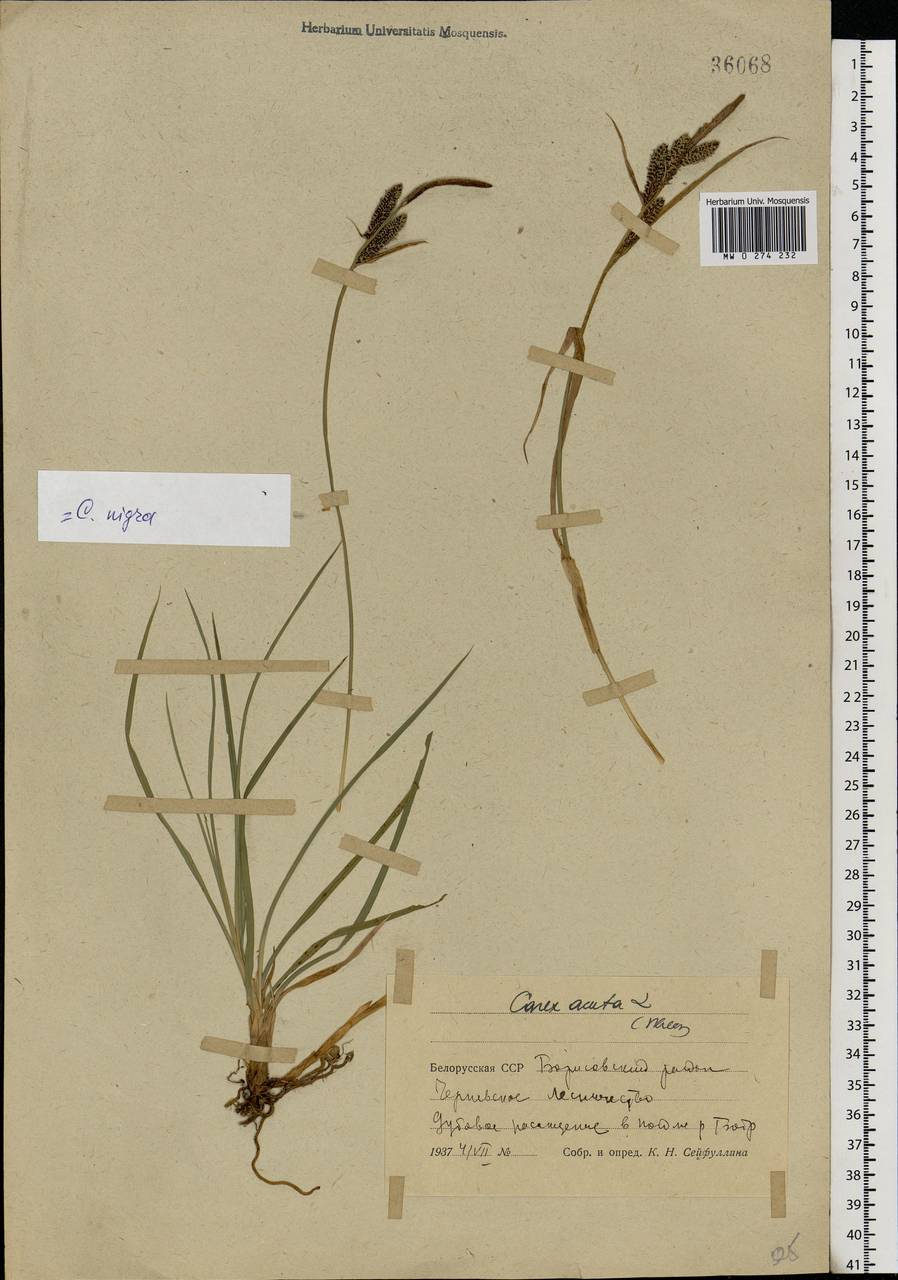 Carex nigra (L.) Reichard, Eastern Europe, Belarus (E3a) (Belarus)