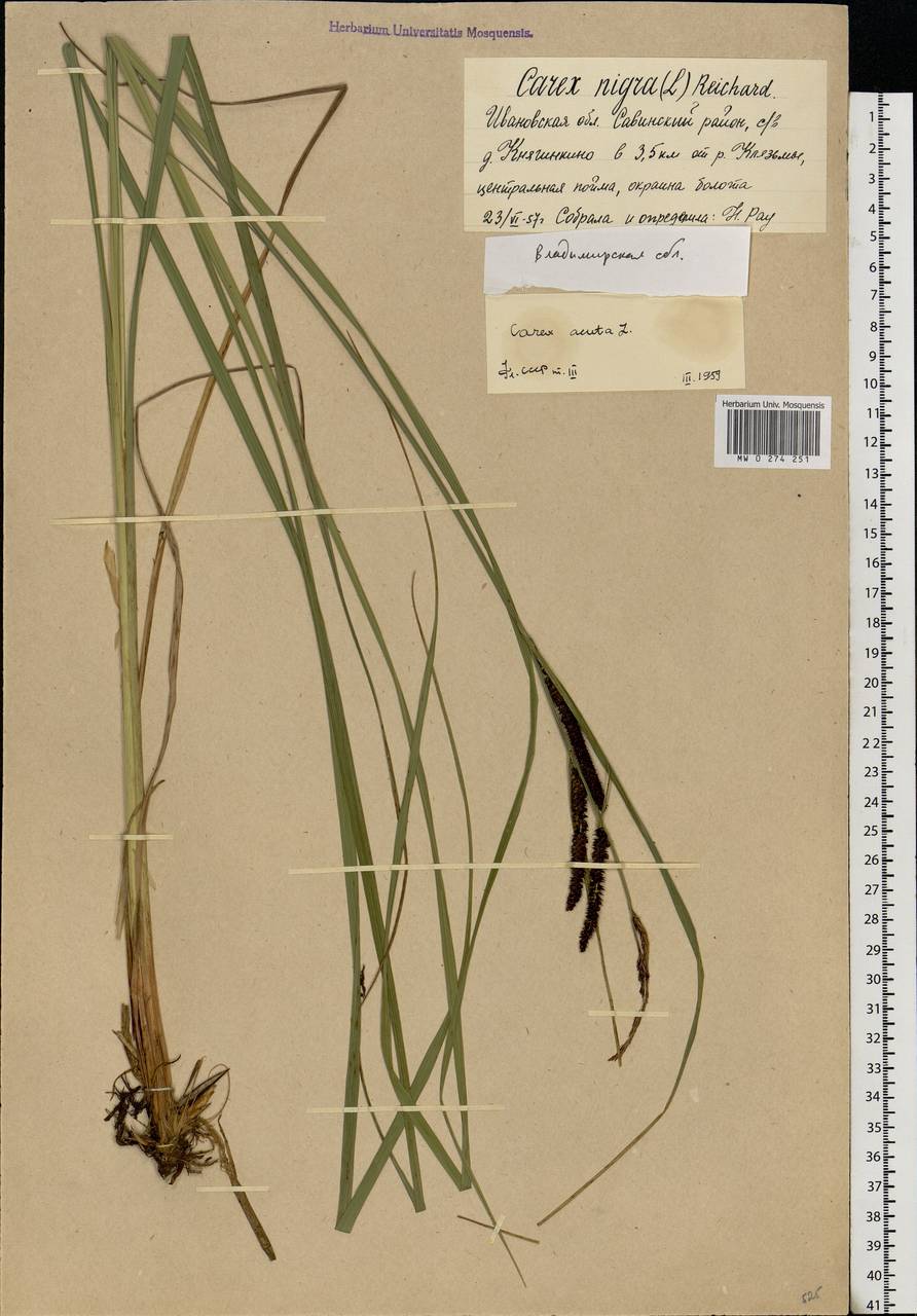 Carex nigra (L.) Reichard, Eastern Europe, Central region (E4) (Russia)