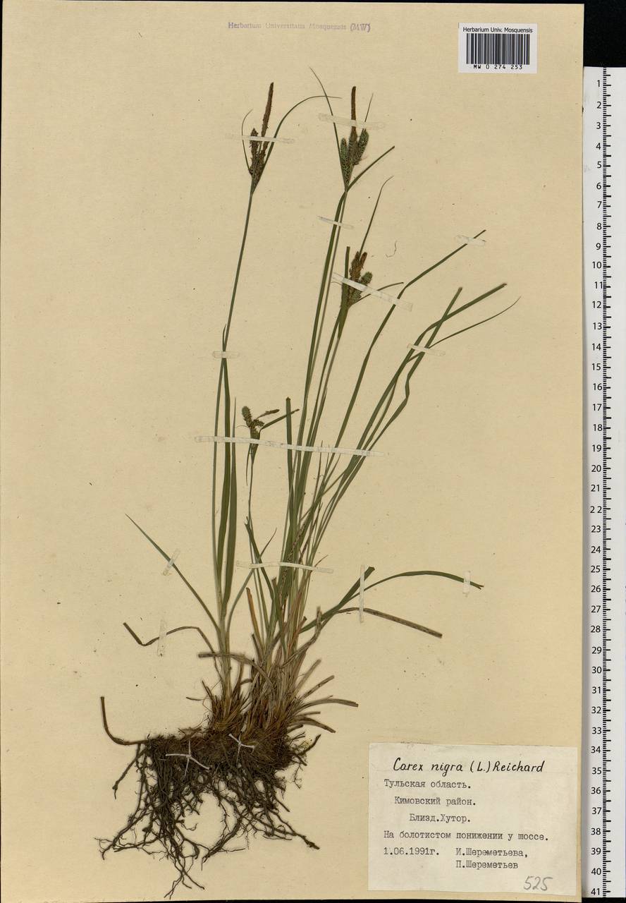 Carex nigra (L.) Reichard, Eastern Europe, Central region (E4) (Russia)