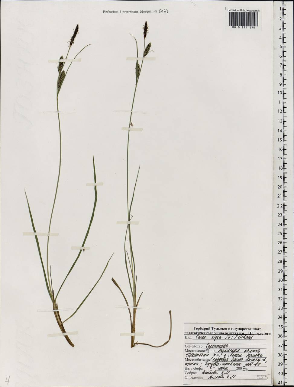 Carex nigra (L.) Reichard, Eastern Europe, Central region (E4) (Russia)