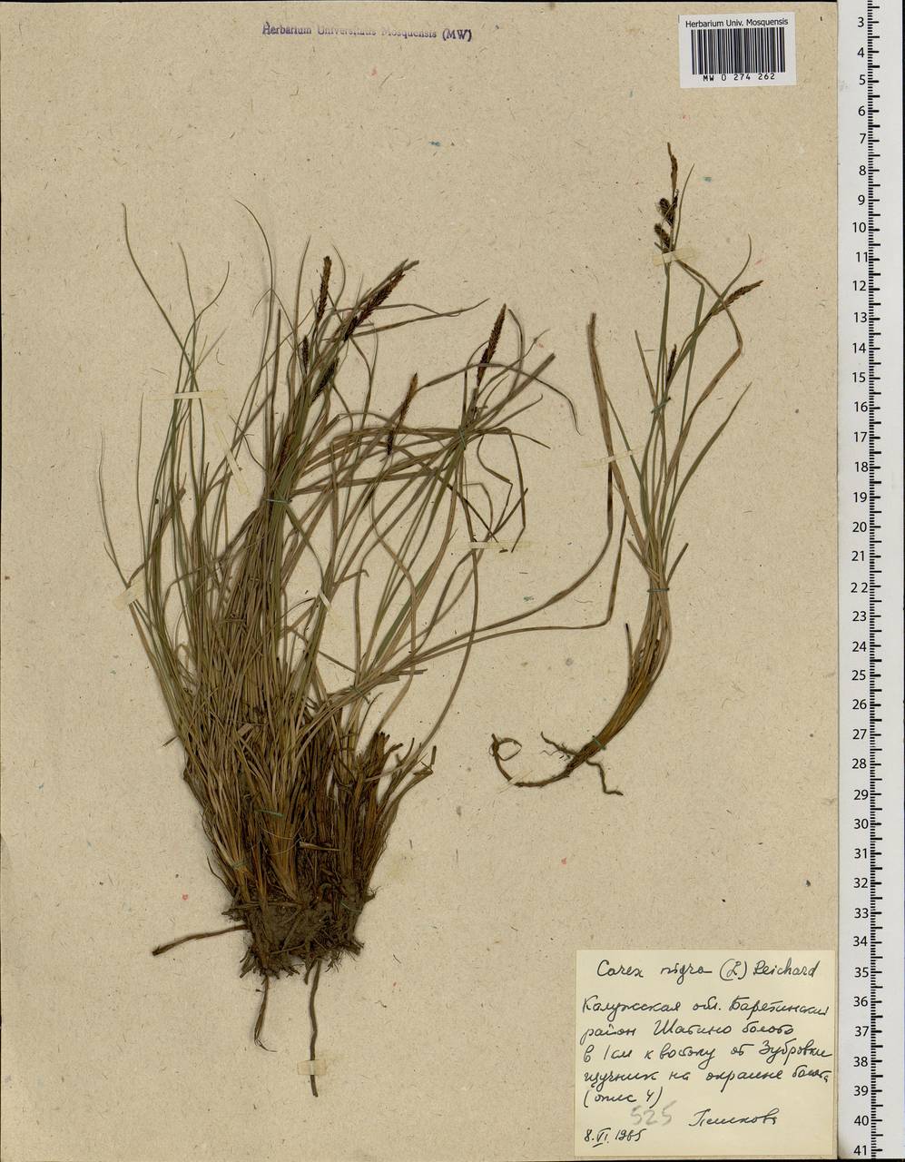 Carex nigra (L.) Reichard, Eastern Europe, Central region (E4) (Russia)