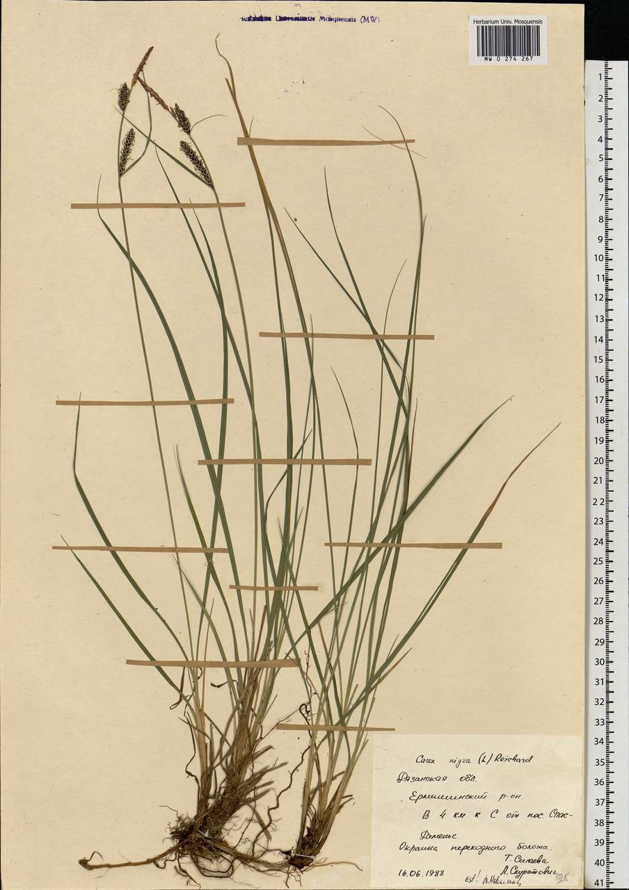 Carex nigra (L.) Reichard, Eastern Europe, Central region (E4) (Russia)
